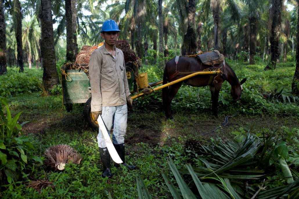 Sustainable Palm Oil