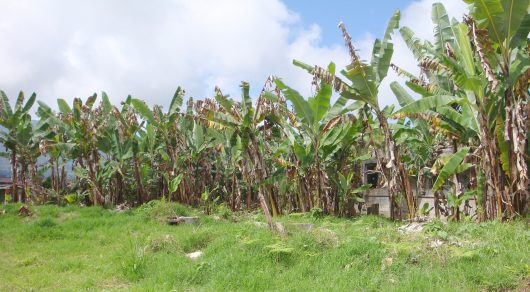 Sustainable Agriculture in Venezuela