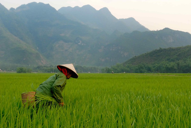 The COVID-19 Outbreak in Vietnam