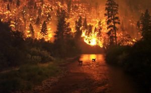 The Effects of Wildfires