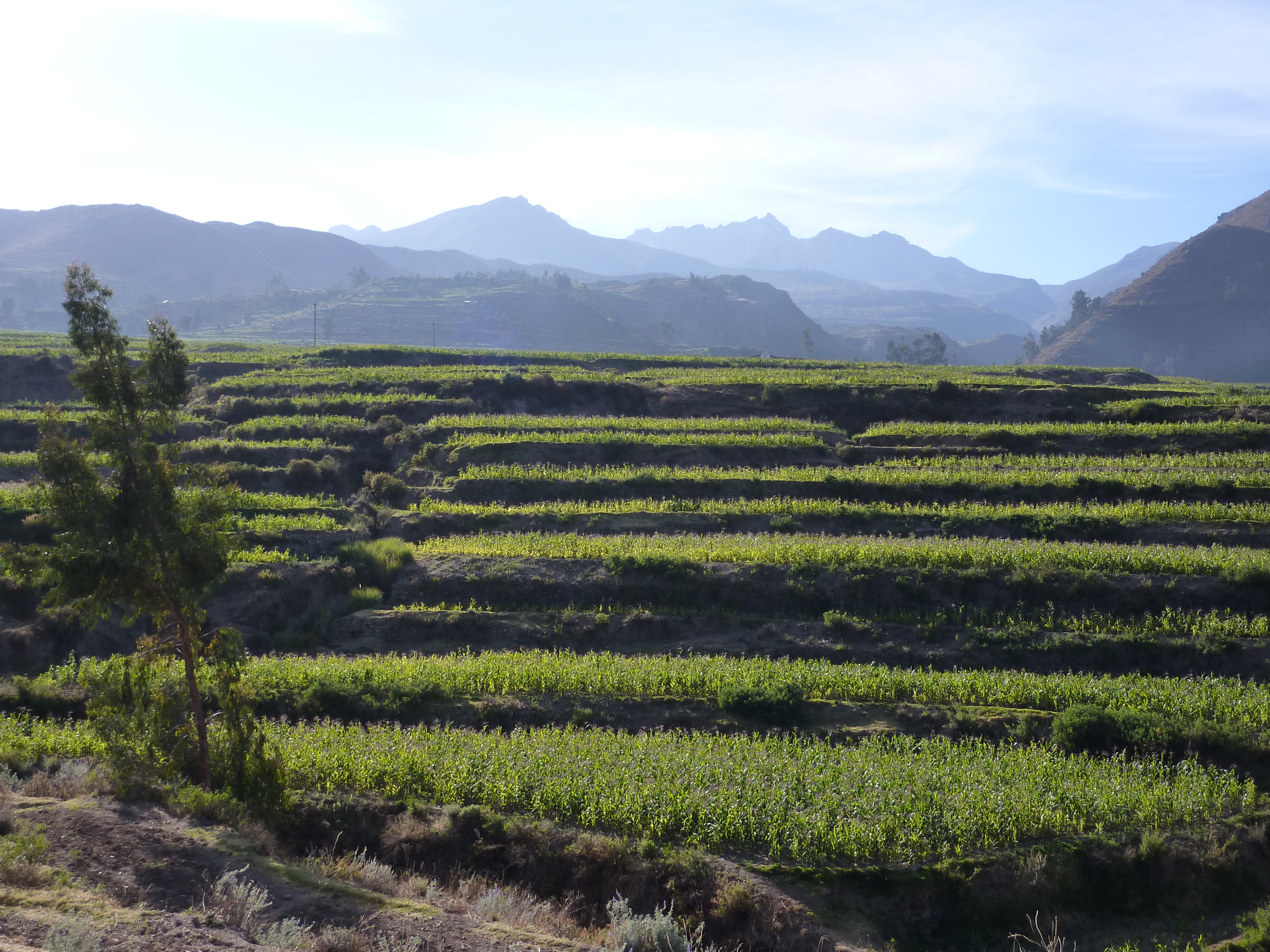 Malnutrition and Economic Growth in Peru
