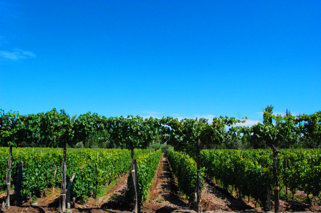 The Malbec Miracle