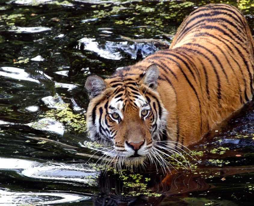 Tiger Reserve in India