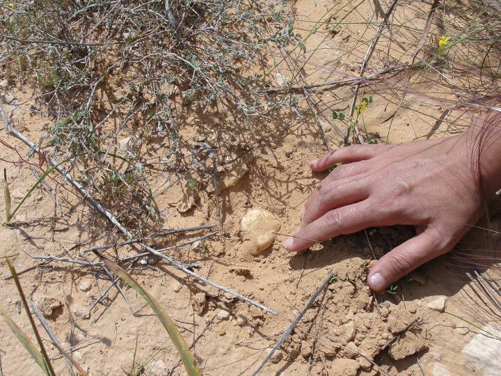 Truffle Hunting in Syria