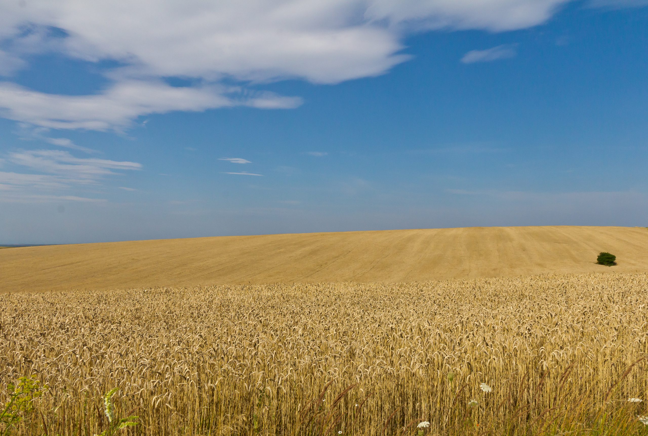 Ukraine’s Agricultural Sector