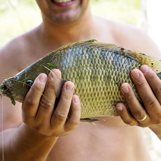 Using Fish Skin to Heal Burn Victims