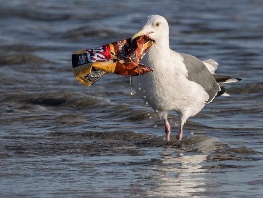 Using Ocean Plastic to End Poverty