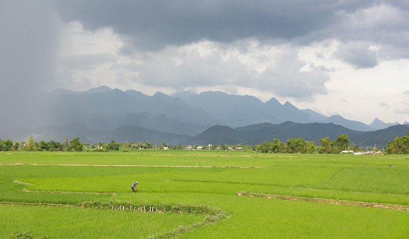 Vietnam rice farming app