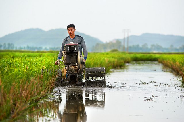 Agriculture in Vietnam