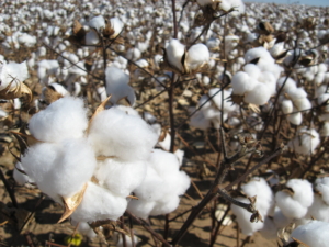 Primark’s Cotton Project in India