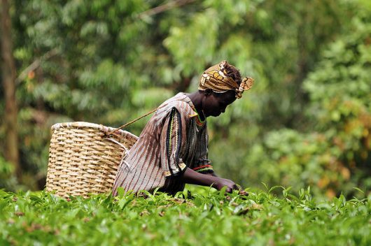 Women Globally are Combating Climate Change