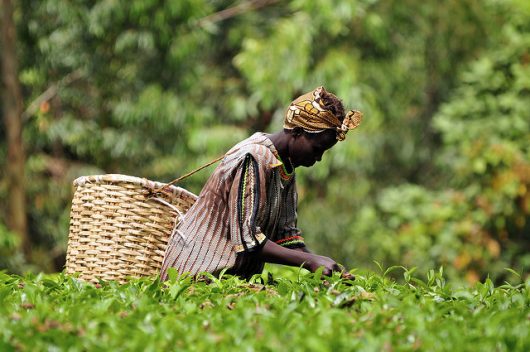 Women Globally are Combating Climate Change