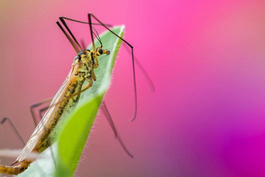 Zika Virus