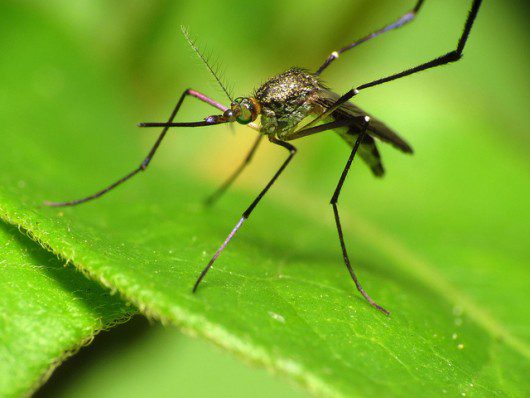 Zika Virus