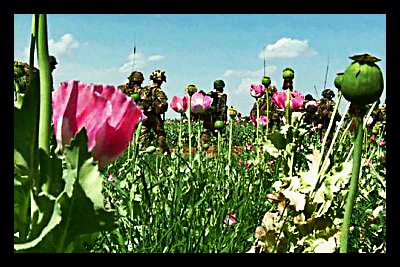 afghanistan_opium