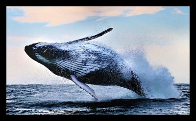 West Africa Restoring Healthy Ocean Habitats