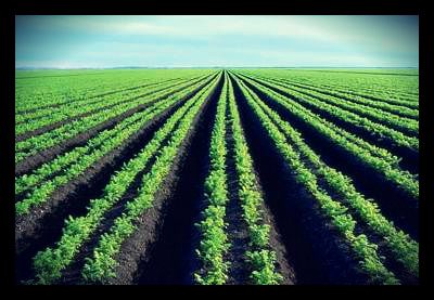 african_farmland