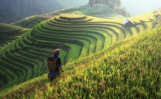 reducing poverty through agriculture
