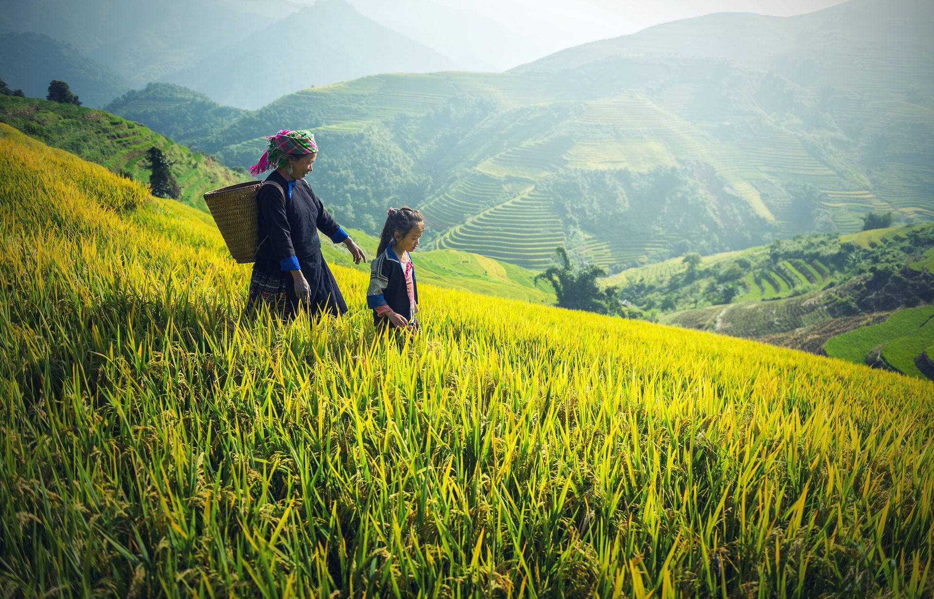 blockchain technology for rice farmers