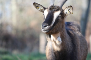 How Goats Fight Poverty