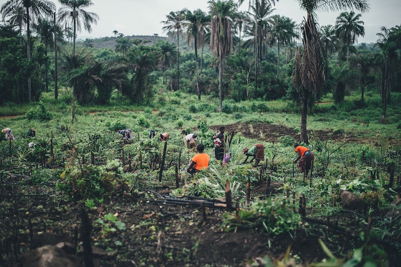 Juice Companies in Sierra Leone