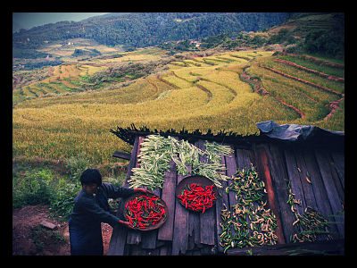 Bhutan: World Leader in Organic Farming