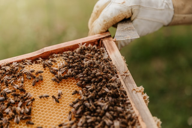 women for bees program