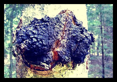 chaga_mushroom