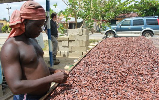 cocoa