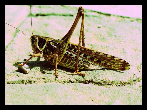 Grasshoppers are the Food of the Future