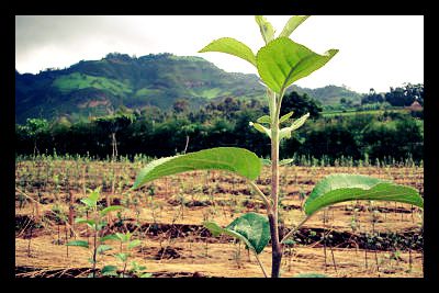 Deforestation in Ethiopia deforestation_ethiopia