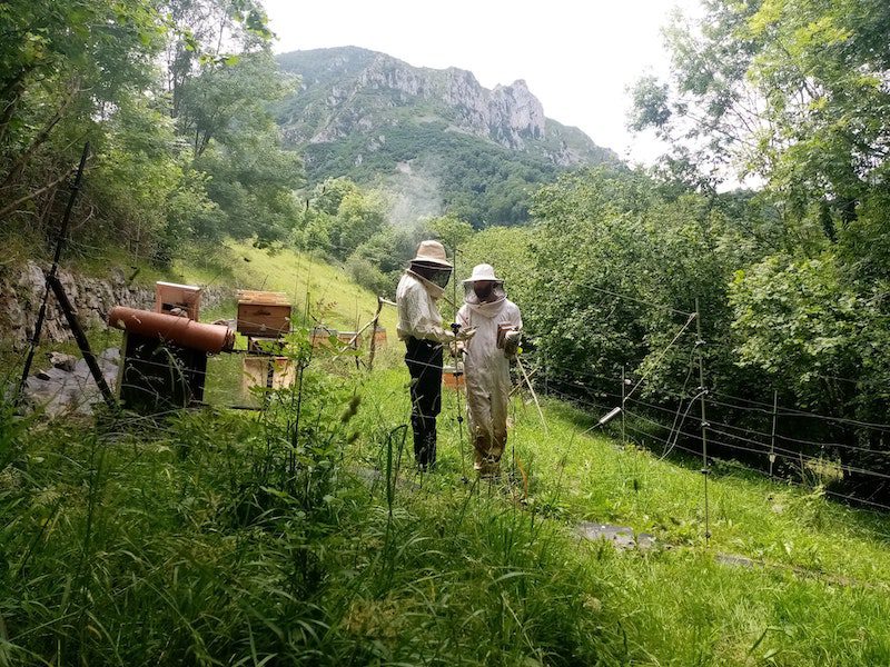 Beekeeping in Africa 