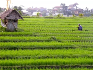 ethical impact investing