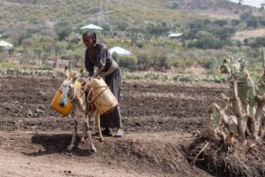 agricultural organizations in Ethiopia