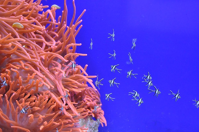 Ecosystem mapping tools in the Caribbean