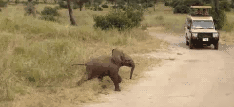 baby elephant