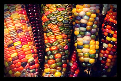 gmo_food_security