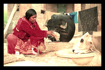 heifer_gifts_for_the_poor