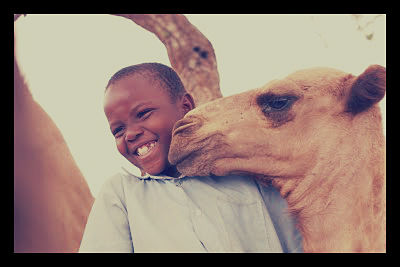 heifer_opt-1