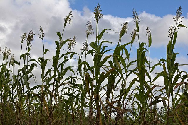 improving food security in Malawi