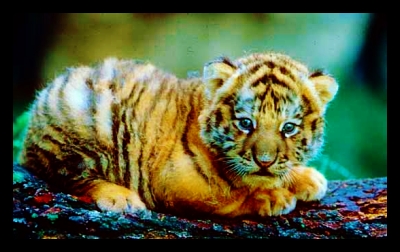 The Effect Global Poverty has on Wildlife