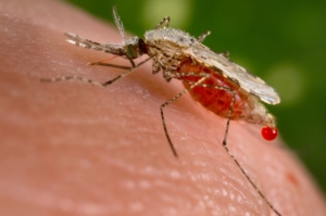 insecticide removes malaria-spreading mosquitoes
