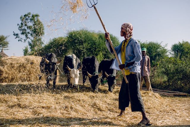 livestock can alleviate