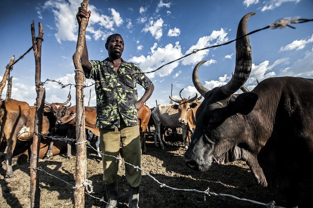 Livestock Health in Africa