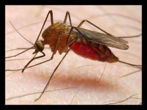 malaria