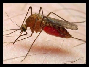 malaria