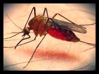 Could Cell Phones End Malaria?