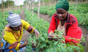 microfinancing in africa