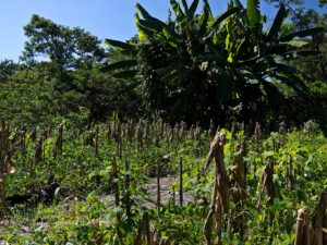Milpa farms