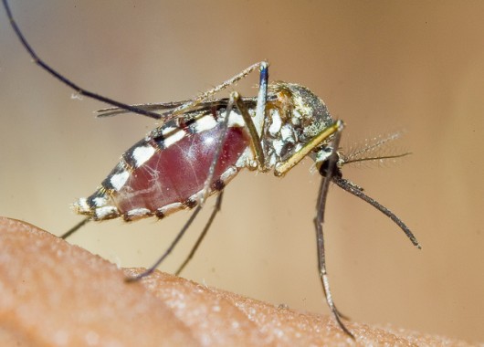 genetically_modified_mosquitoes